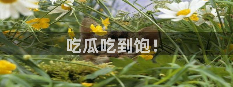 黑料专区