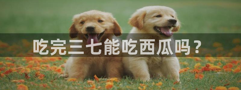 吃瓜小说